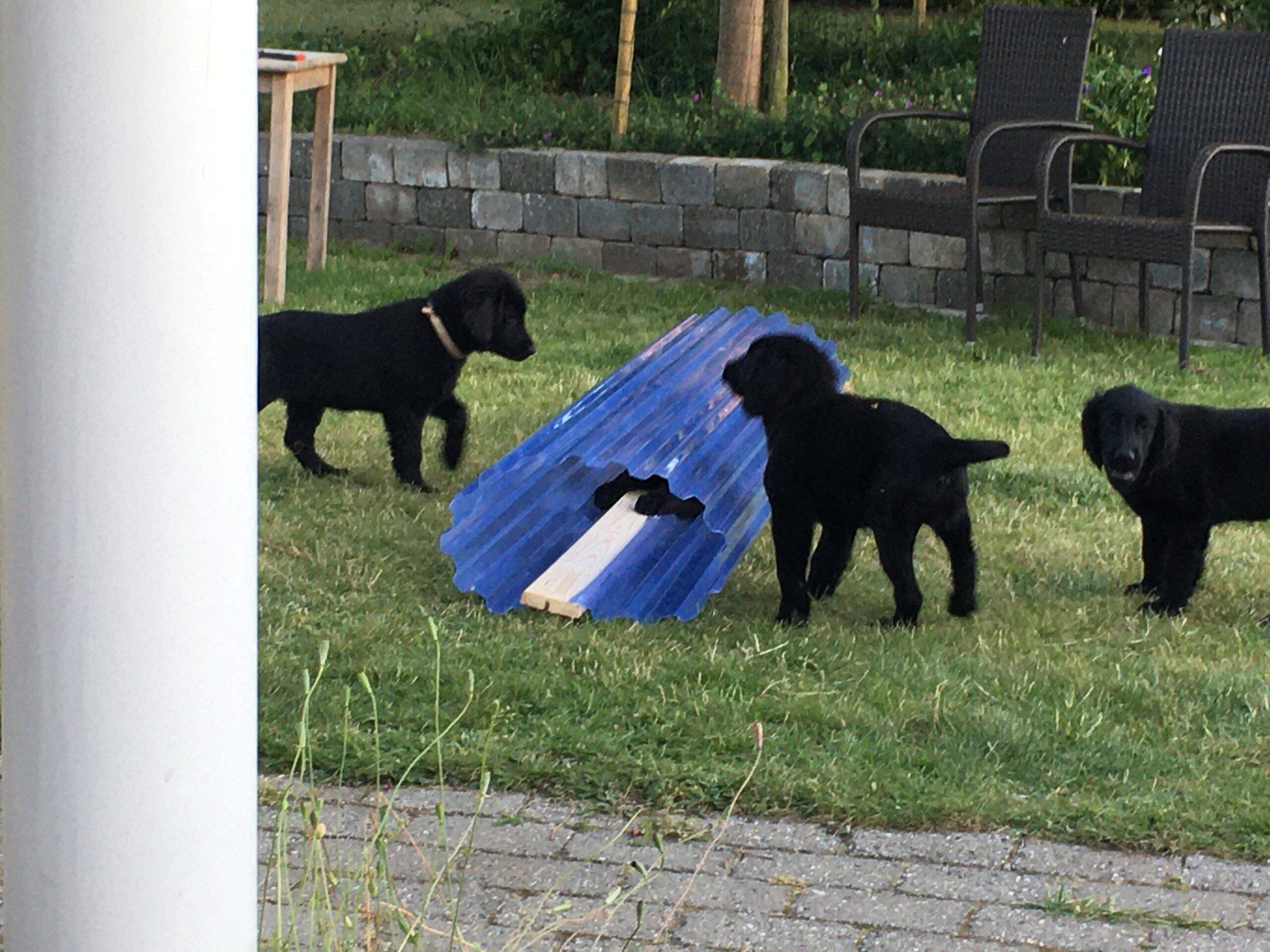 Hunde leg