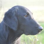 Durin’s Opfindsomme Pondus