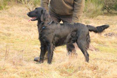 Murphy Clannabanna Black Jigger