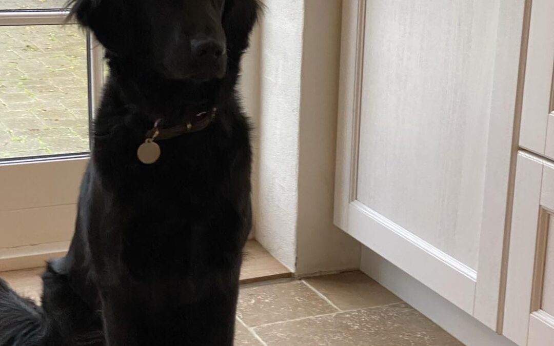 Holly