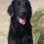 Jiggers Black Harris